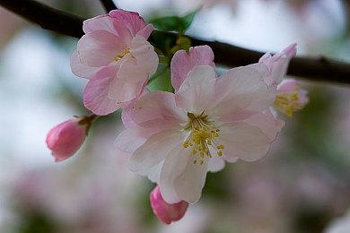 《羊肚菌：狩猎2》游戏性预告 现已正式推出